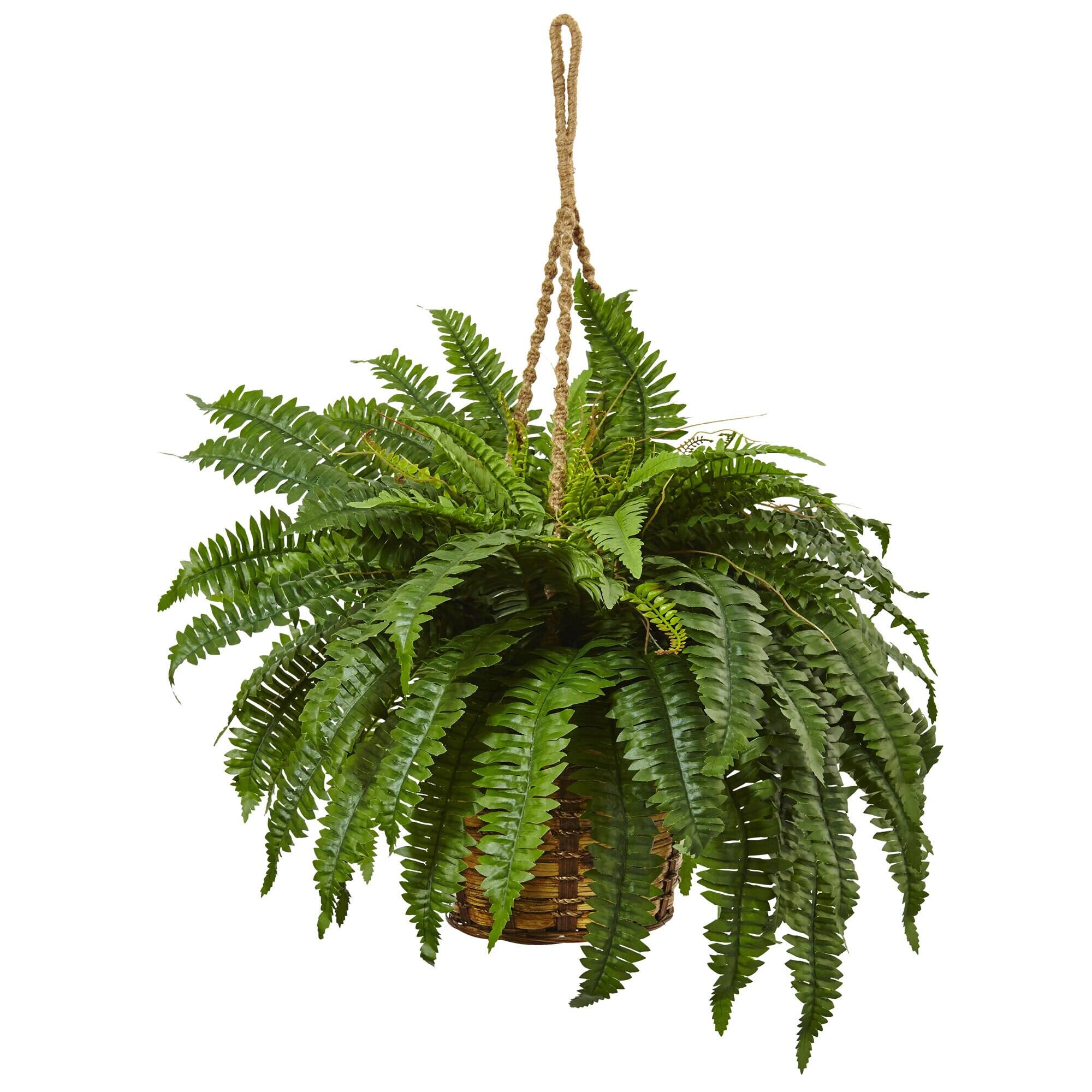 Front. BreeBe - 29" Boston Fern Hanging Basket - Green.