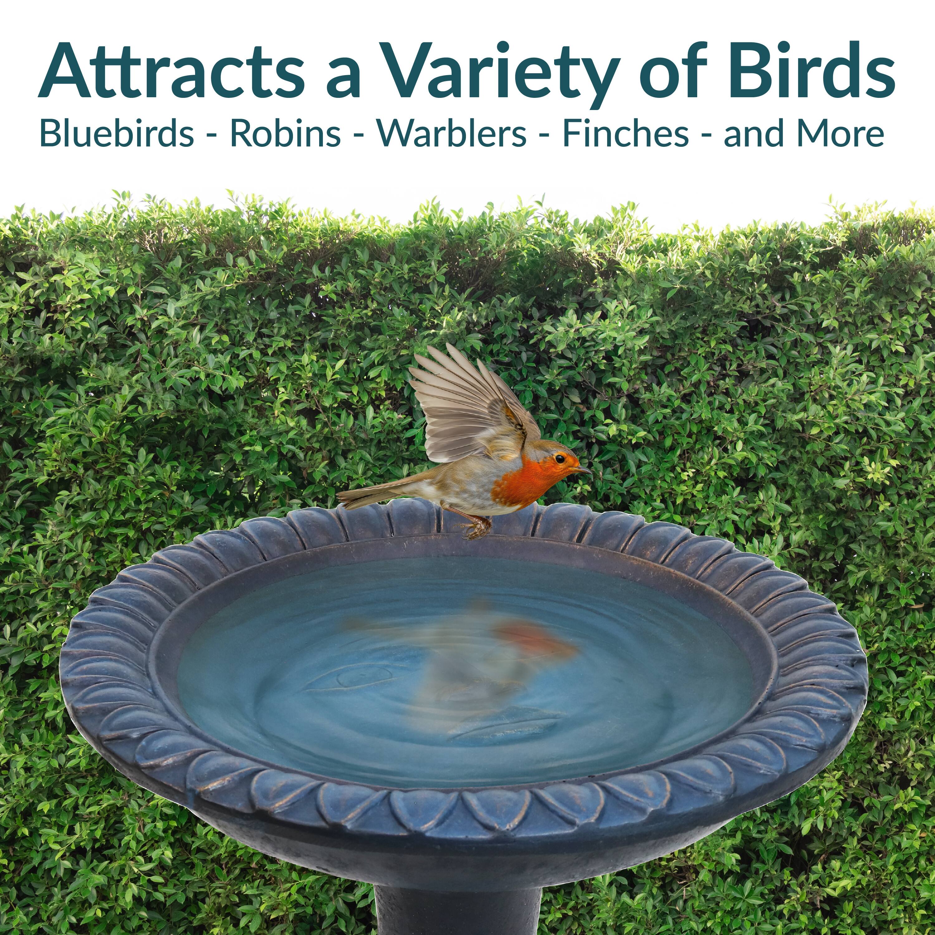 Attracts a Variety of Birds  
Bluebirds - Robins - Warblers - Finches - and More