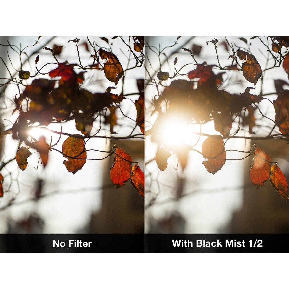 No Filter

With Black Mist 1/2