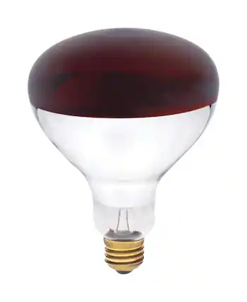 Front. Westinghouse - 250 W R40 Reflector/Heat Lamp Incandescent Bulb E26 (Medium) Red 1 pk.