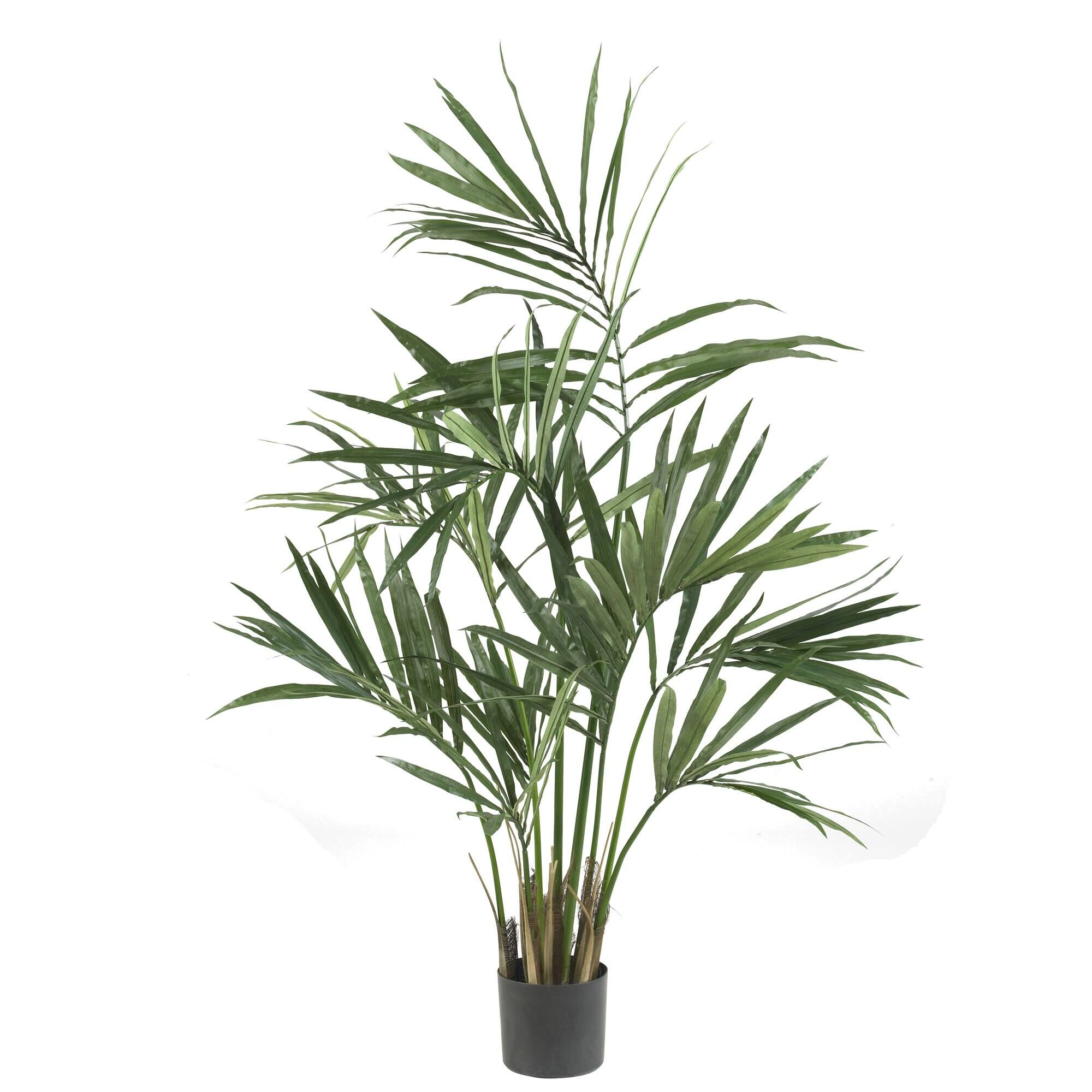 Front. BreeBe - 5' Kentia Palm Tree x 7 w/124 Lvs - Green.
