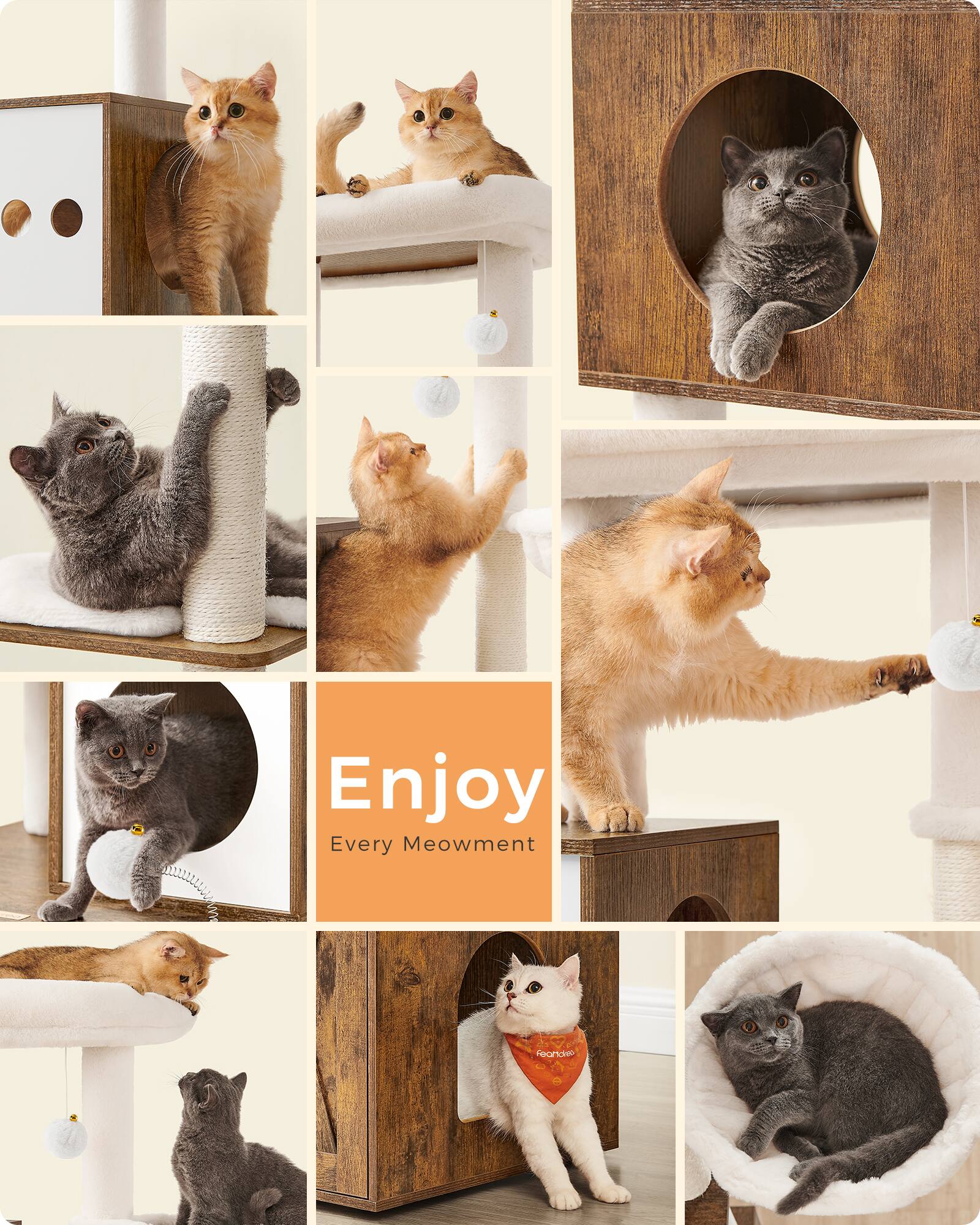 Enjoy Every Meowment
