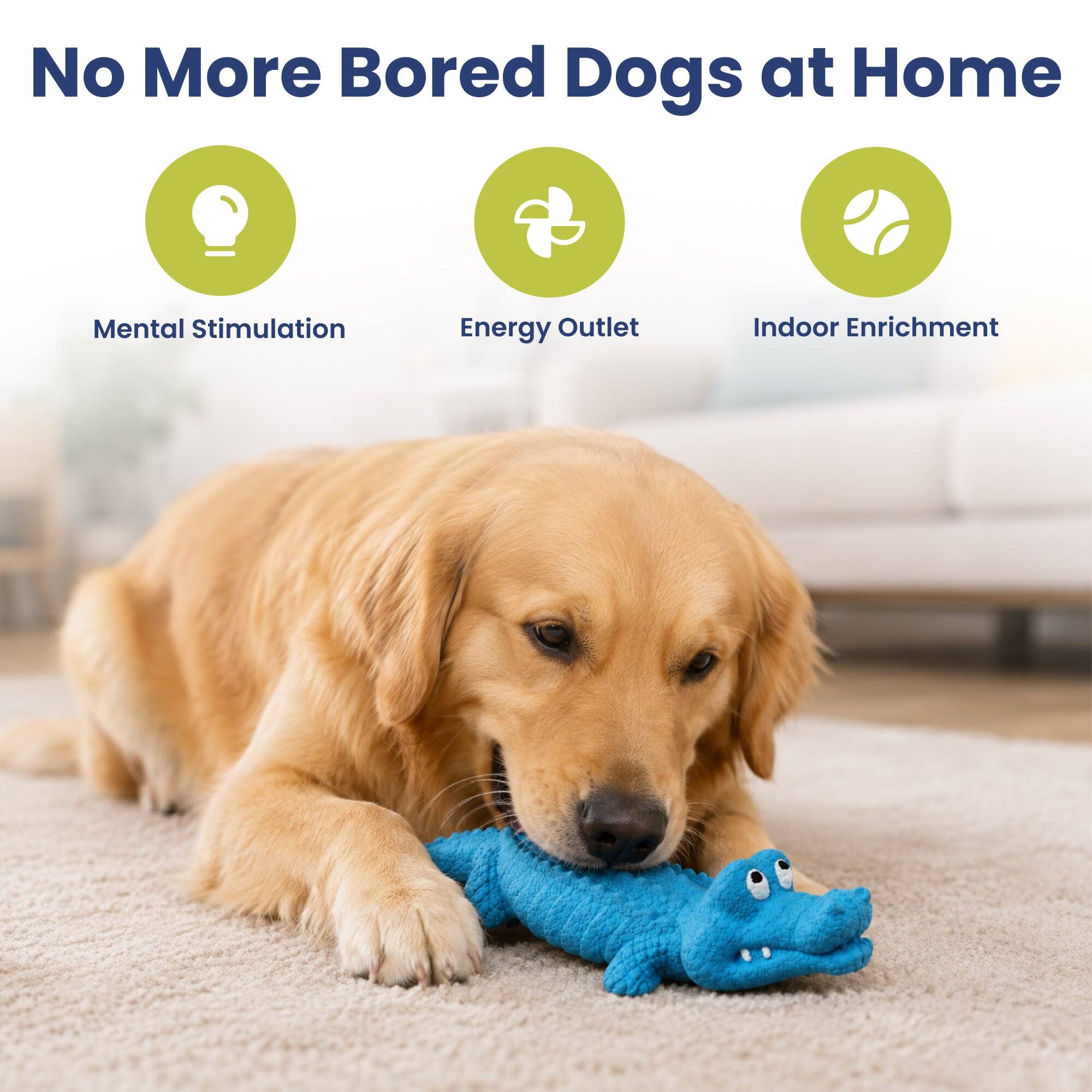 No More Bored Dogs at Home

- Mental Stimulation
- Energy Outlet
- Indoor Enrichment