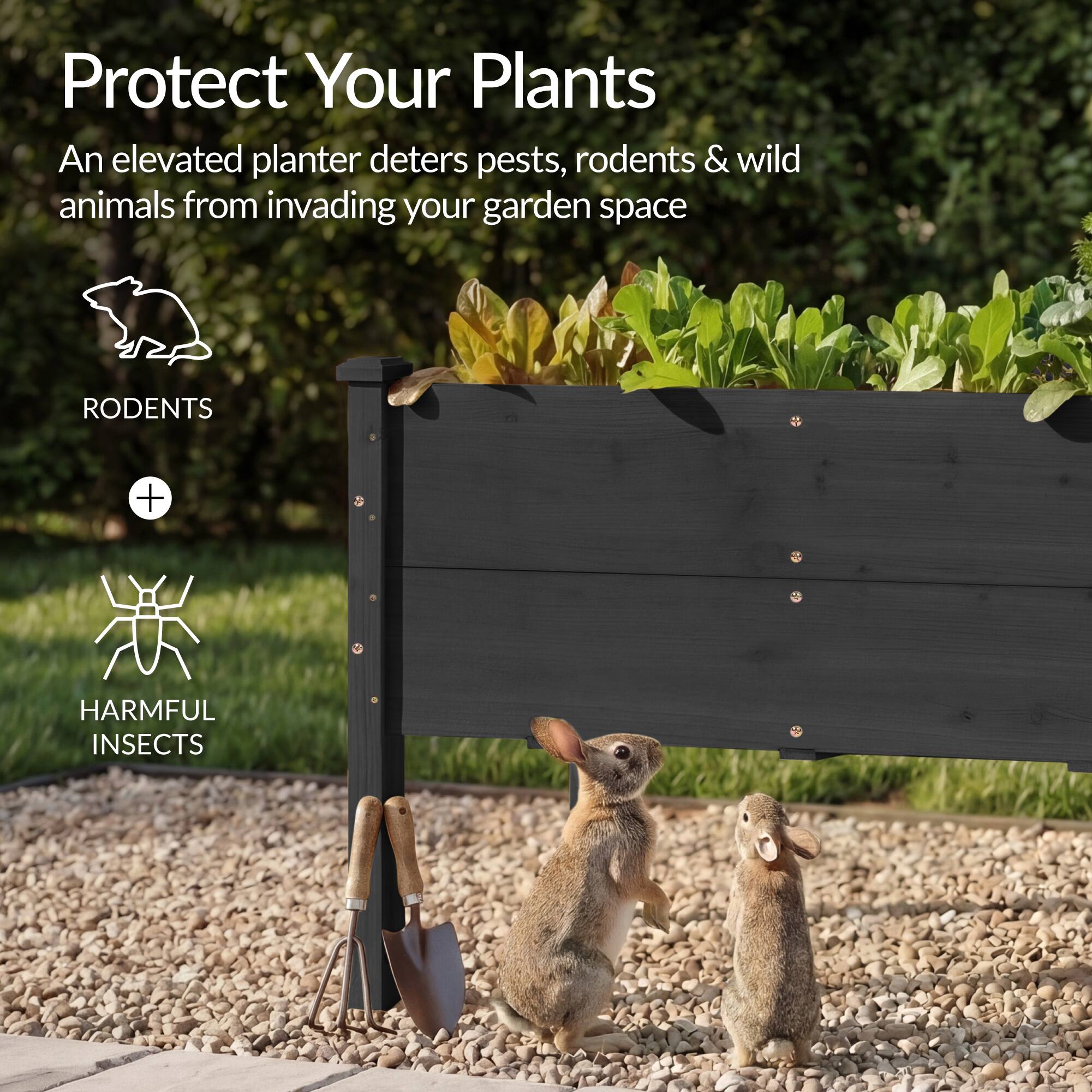 Protect Your Plants

An elevated planter deters pests, rodents & wild animals from invading your garden space

RODENTS + HARMFUL INSECTS