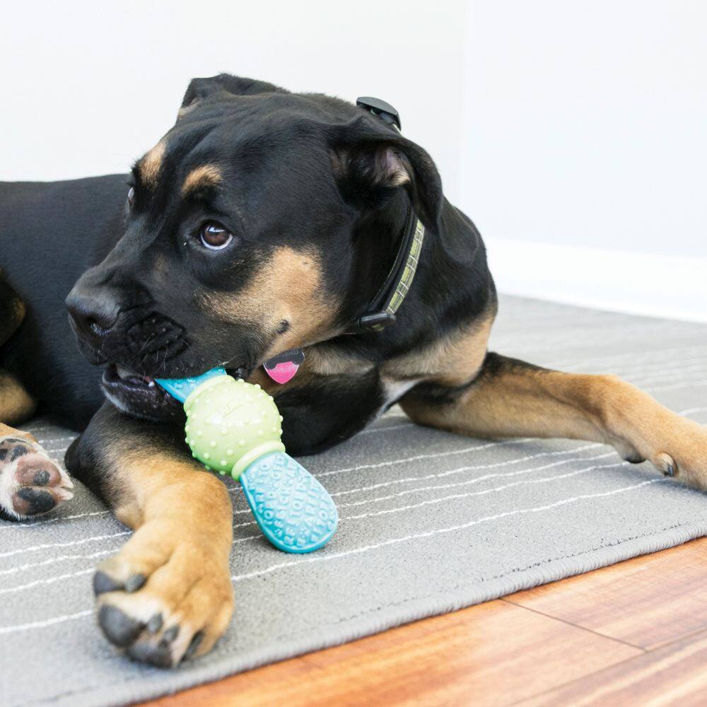 Angle. KONG - Kong CoreStrength Bow Tie Dog Chew Toy in Medium/Large - Green|Blue.