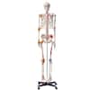 Front. VEVOR - Human Skeleton Model for Anatomy, 71.65" Life Size, Accurate PVC Anatomy Skeleton Model with Ligaments, Movable Arms - Multicolor.