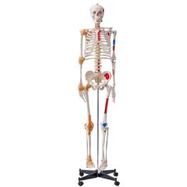 VEVOR - Human Skeleton Model for Anatomy, 71.65" Life Size, Accurate PVC Anatomy Skeleton Model with Ligaments, Movable Arms - Multicolor