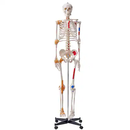 Front. VEVOR - Human Skeleton Model for Anatomy, 71.65" Life Size, Accurate PVC Anatomy Skeleton Model with Ligaments, Movable Arms - Multicolor.