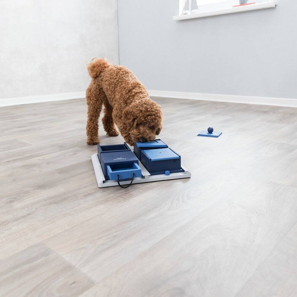 Left. TRIXIE - Dog Activity Poker Box 1 Strategy Game, Level 2 Dog Puzzle Toy, Treat Dispenser - White/Blue.