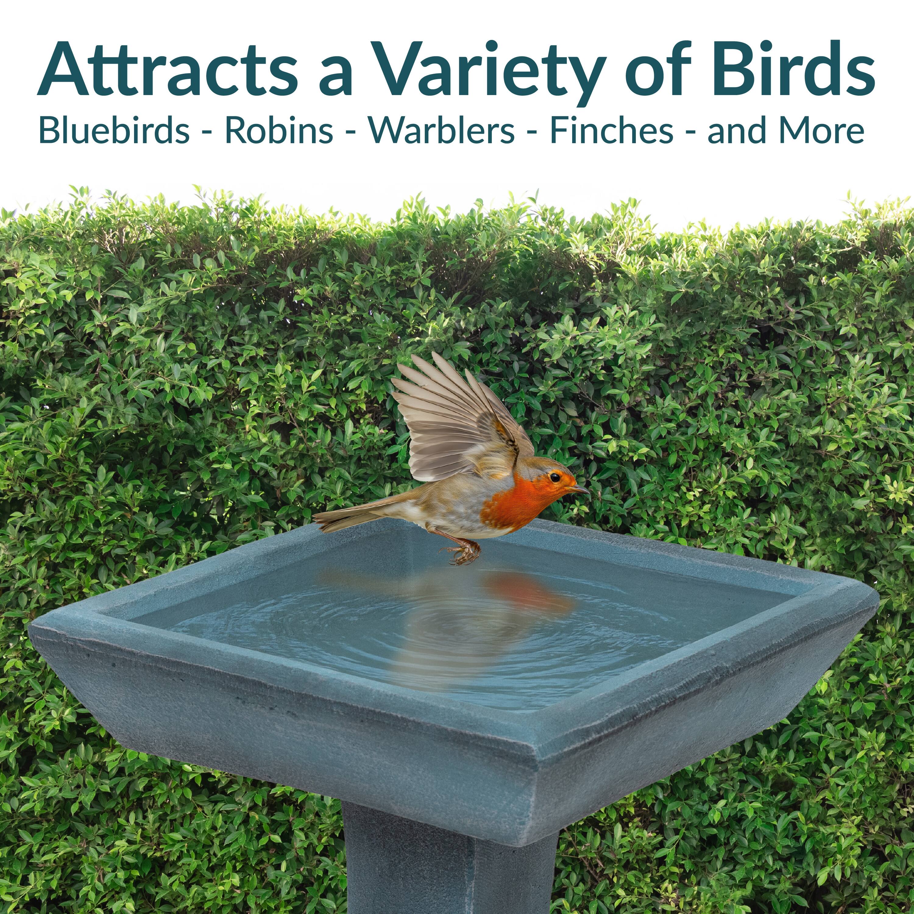 Attracts a Variety of Birds  
Bluebirds - Robins - Warblers - Finches - and More