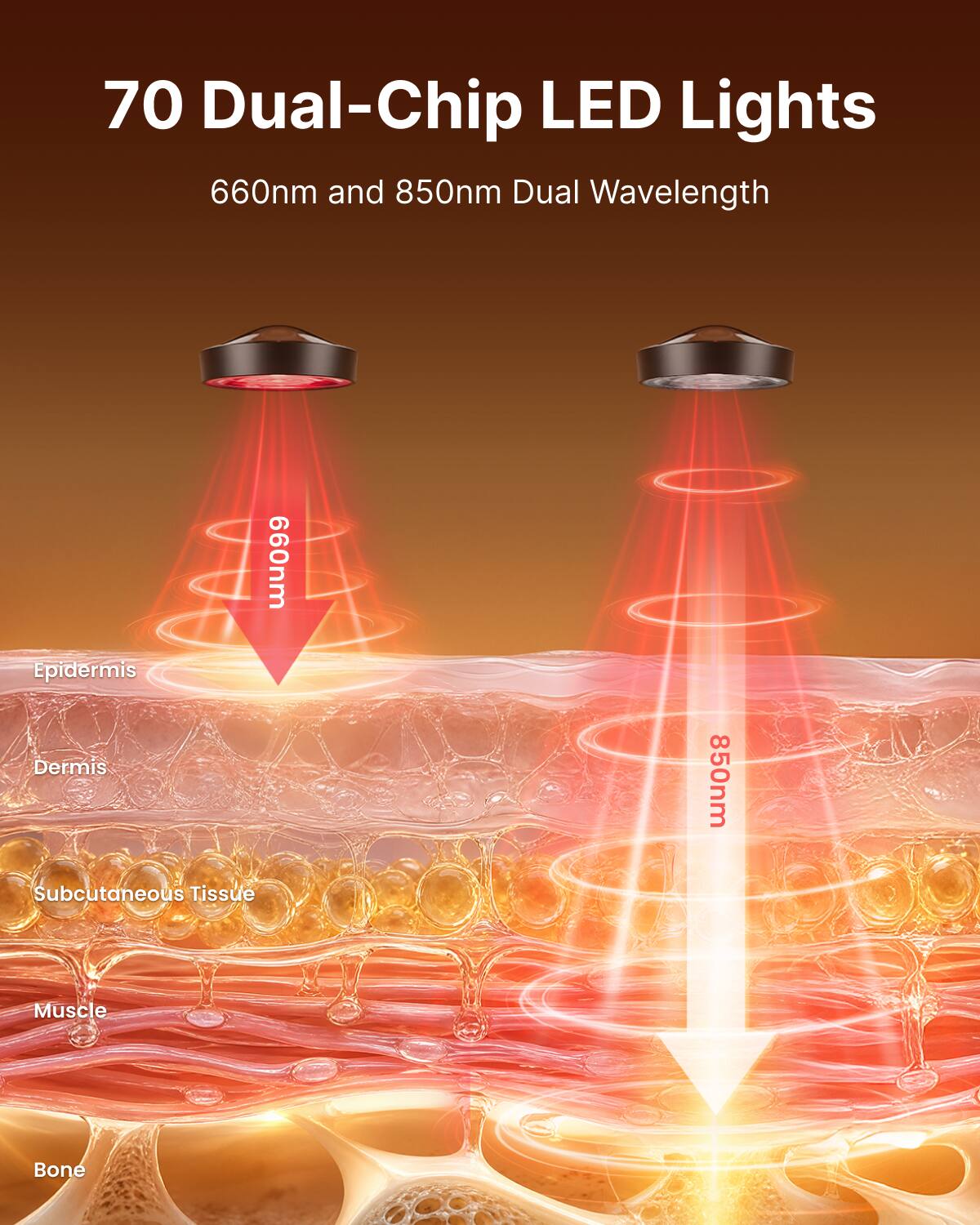 70 Dual-Chip LED Lights  
660nm and 850nm Dual Wavelength  
Epidermis  
Dermis  
Subcutaneous Tissue  
Muscle  
Bone