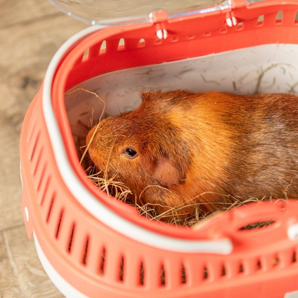 Alt View 4. TRIXIE - Pico Transport Crate for Traveling, Small Pet Carrier Ideal for Hamsters - Assorted.