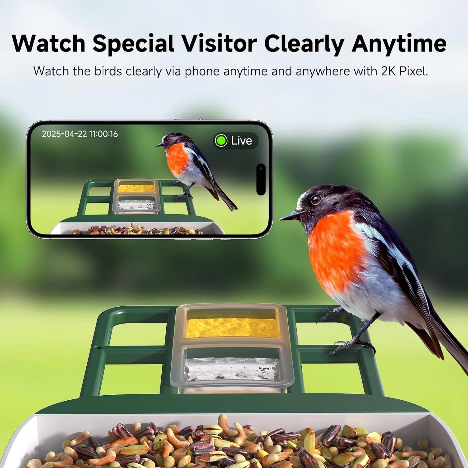 Watch Special Visitor Clearly Anytime  
Watch the birds clearly via phone anytime and anywhere with 2K Pixel.  
2025-04-22 11:00:16 Live