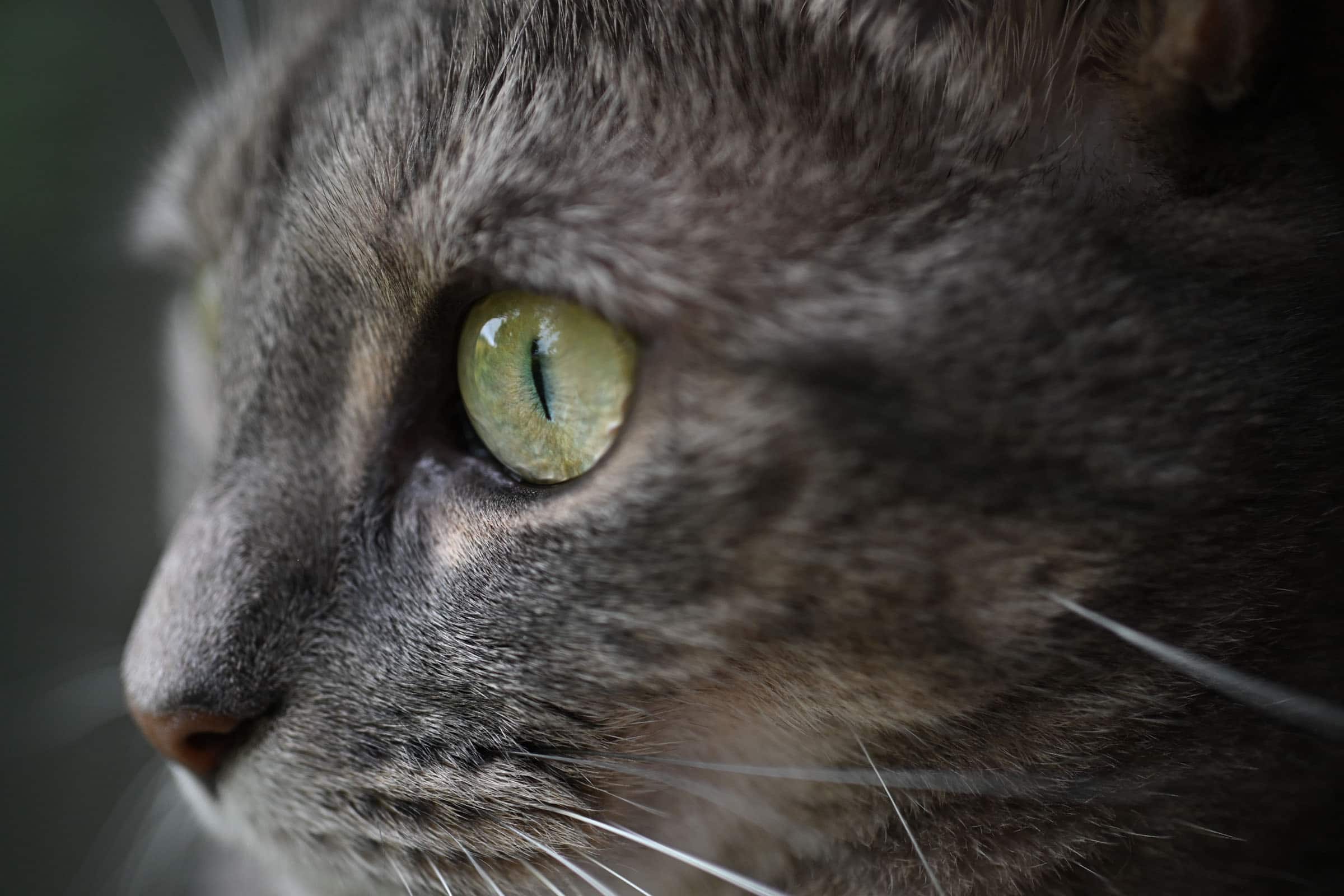 Alt View 8. Nikon - Nikon NIKKOR Z DX MC 35mm f/1.7 Prime Mirrorless Lens - Black.