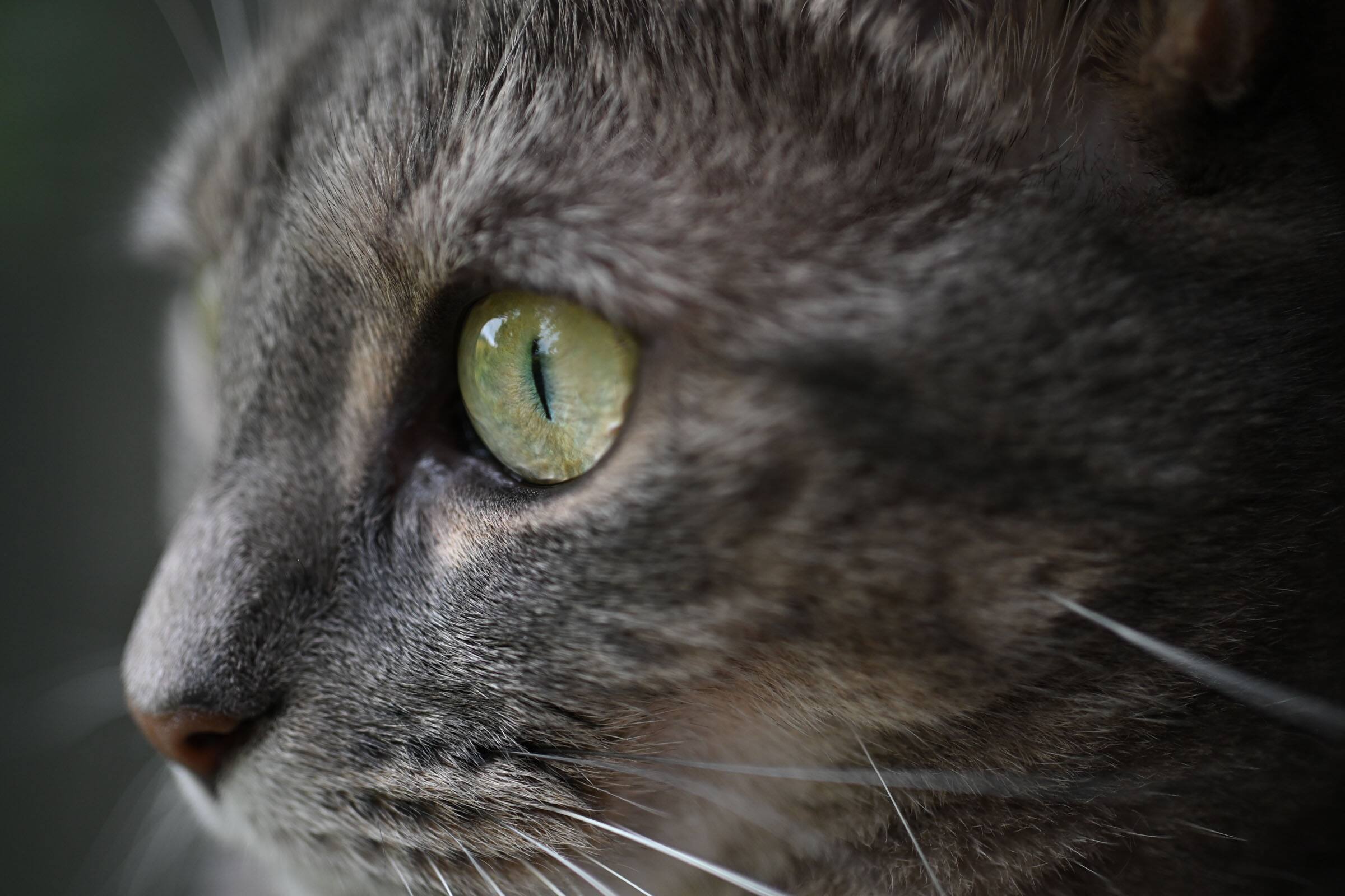 Alt View 8. Nikon - Nikon NIKKOR Z DX MC 35mm f/1.7 Prime Mirrorless Lens - Black.