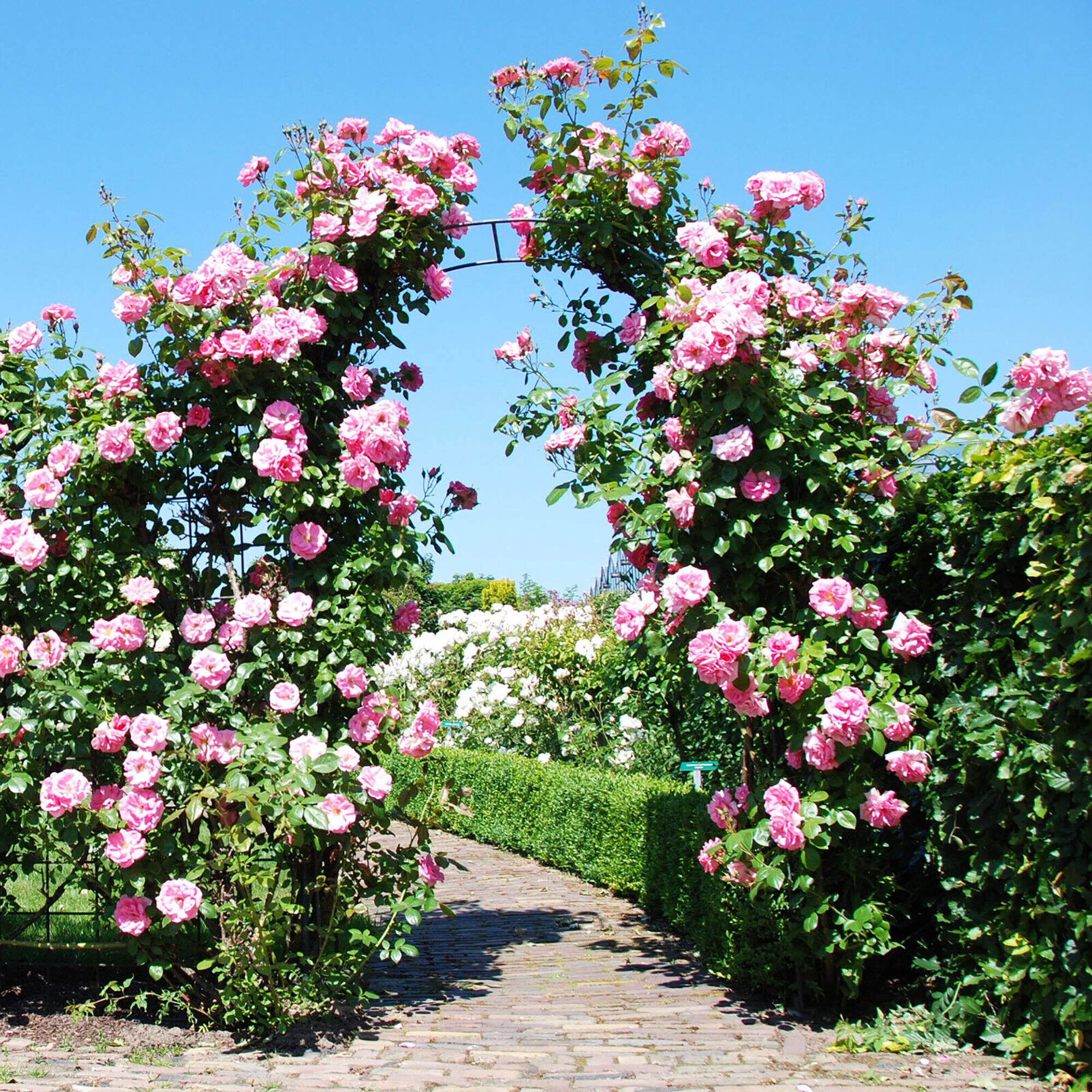 Alt View 1. Gymax - Gymax Metal Garden Arch 7.9 FT Backdrop Stand for Various Climbing Plants Party Black - Black.