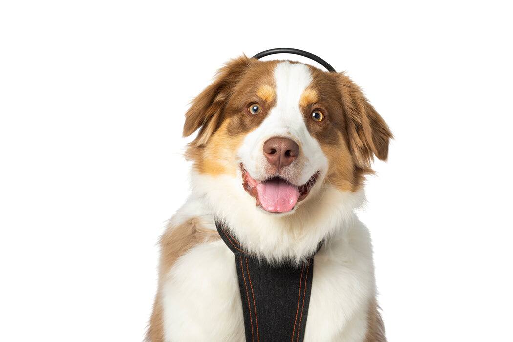Front. Assisi - Calmer Canine Anxiety Treatment Device & Vest Bundle - Medium.