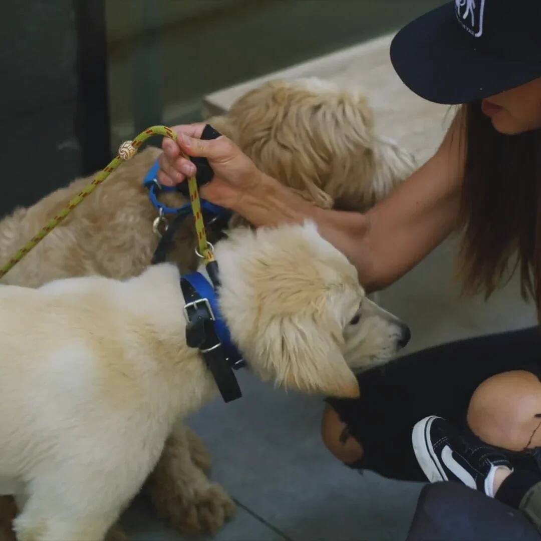 Alt View 3. Dogtra - Dogtra YS300 No Bark Dog Collar | Built-in Sound Recognition Sensor and Pager Vibration | For Dogs 10 LBS or Larger - Black.