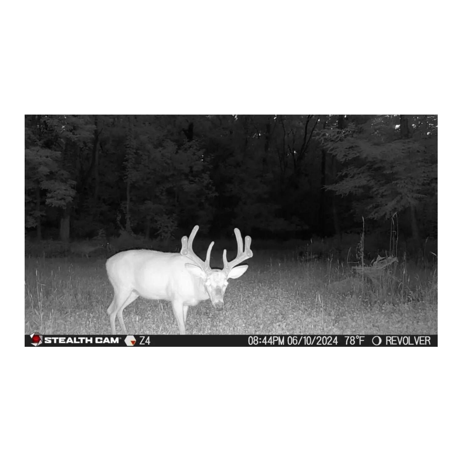 STEALTH CAM Z4  
08:44PM 06/10/2024 78°F  
REVOLVER