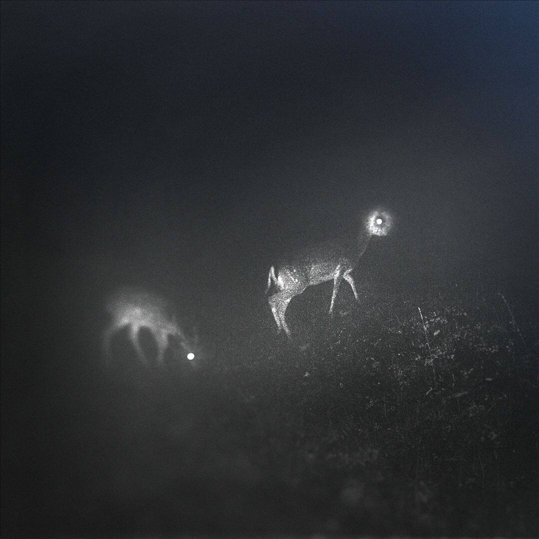 Front. Bliss Signal [LP].