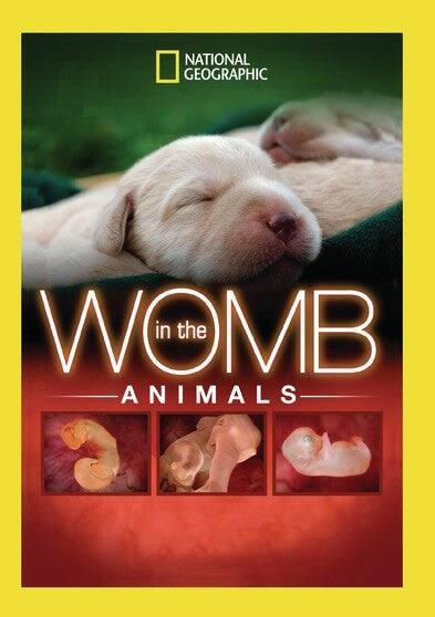 In The Womb: Animals - DVD