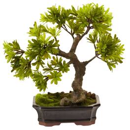 BreeBe - Podocarpus w/Mossed Bonsai Planter - Green