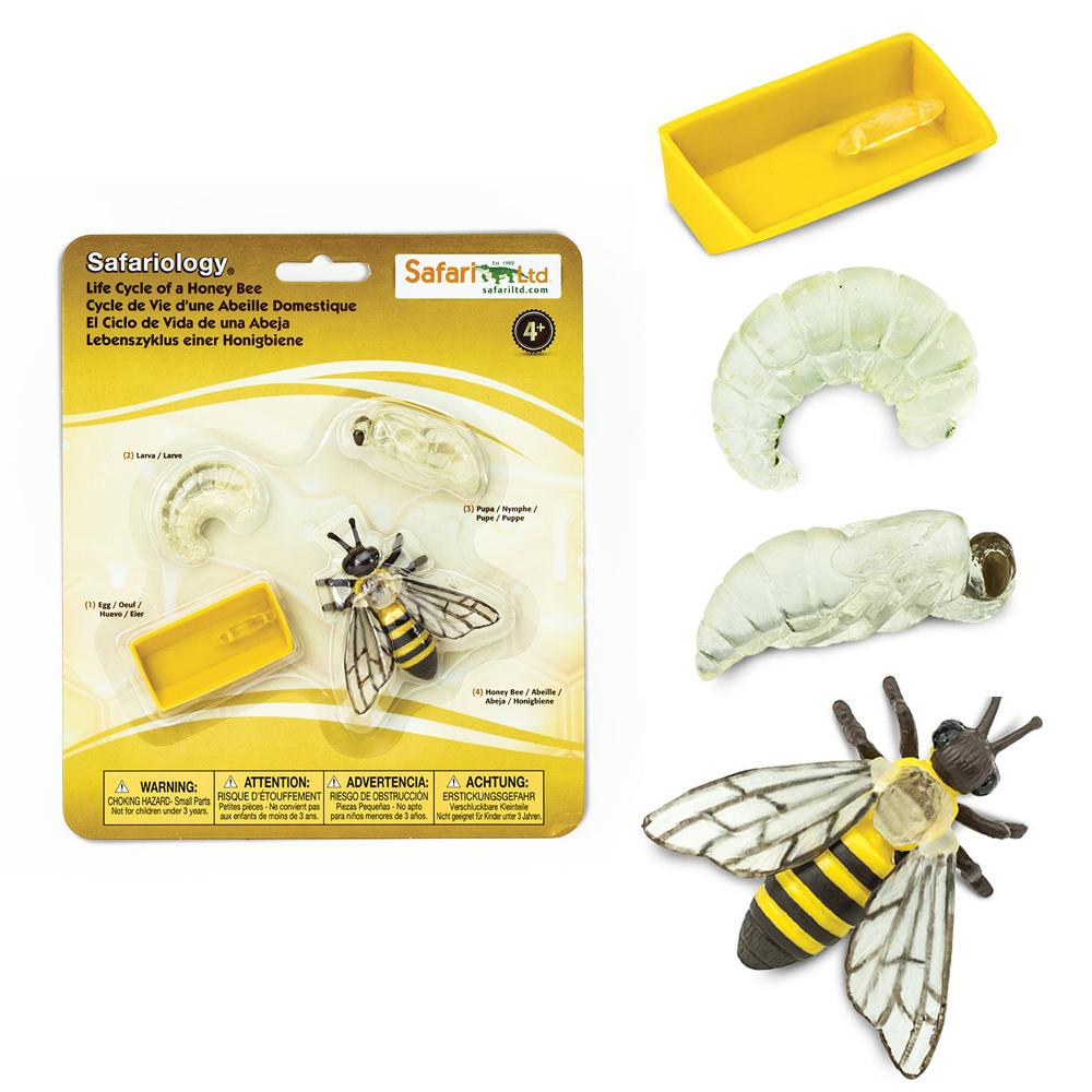 Safariology  
Life Cycle of a Honey Bee  
Cycle de Vie d'une Abeille Domestique  
El Ciclo de Vida de una Abeja  
Lebenszyklus einer Honigbiene  

(1) Egg / Oeuf / Hueva / Ei  
(2) Larva / Larve / Larva / Larve  
(3) Nymph / Nymphe / Pupa / Pupa  
(4) Honey Bee / Abeille / Abeja / Honigbiene  

WARNING: ATTENTION: ADVERTENCIA: ACHTUNG:  
CHOKING HAZARD - Small parts. Not for children under 3 years.  
RISQUE D'ETOUFFEMENT - Pièces petites. Ne convient pas aux enfants de moins de 3 ans.  
RIESGO DE OBSTRUCCION - Piezas pequeñas. No apto para niños menores de 3 años.  
ERSTICKUNGSGEFAHR - Kleinsteile. Nicht für Kinder unter 3 Jahren geeignet.