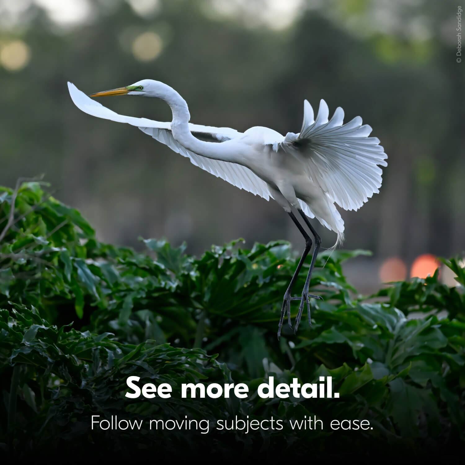 Sandidge Deborah  
See more detail.  
Follow moving subjects with ease.