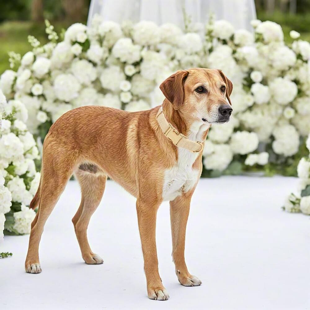 Back. MOSZAR LLC - Dog Collar & Leash Set, Soft Hemp, Woven Tweed, Beige - Tweed-Beige.