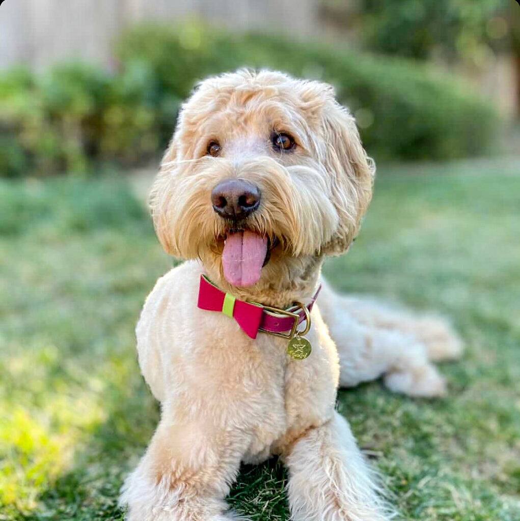 Left. PoisePup - Cute Handmade Genuine Soft Full Grain Leather Dog Bow Tie - Pink | Green.