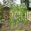 Alt View 3. Costway - Cucumber Trellis for Plant Climbing Foldable Garden Tunnel Trellis with Plastic Coated Tube - Black.