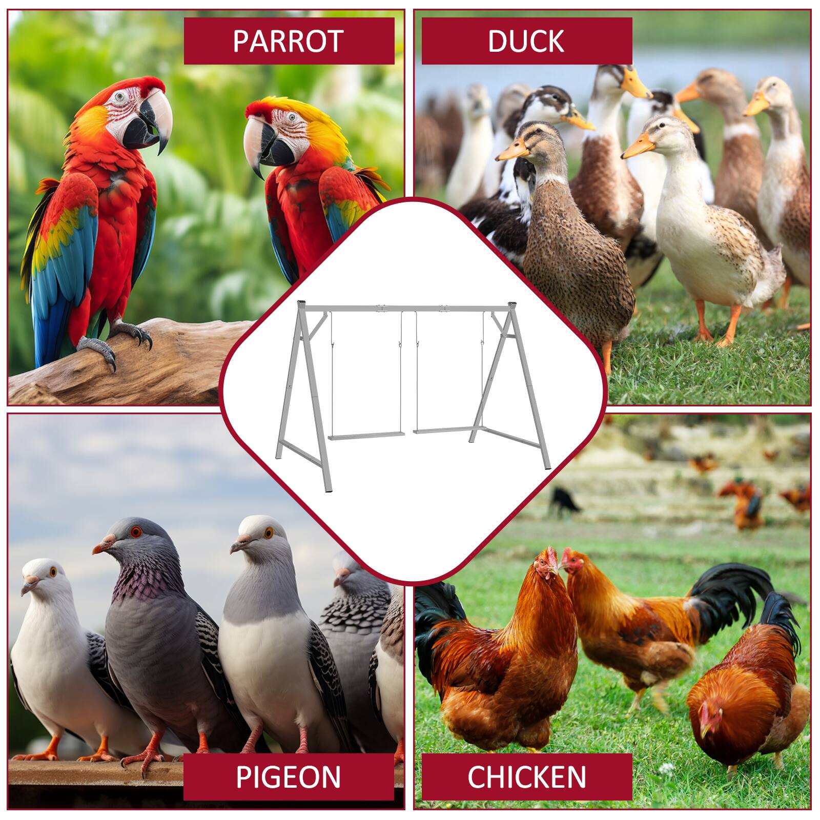 PARROT  
DUCK  
PIGEON  
CHICKEN