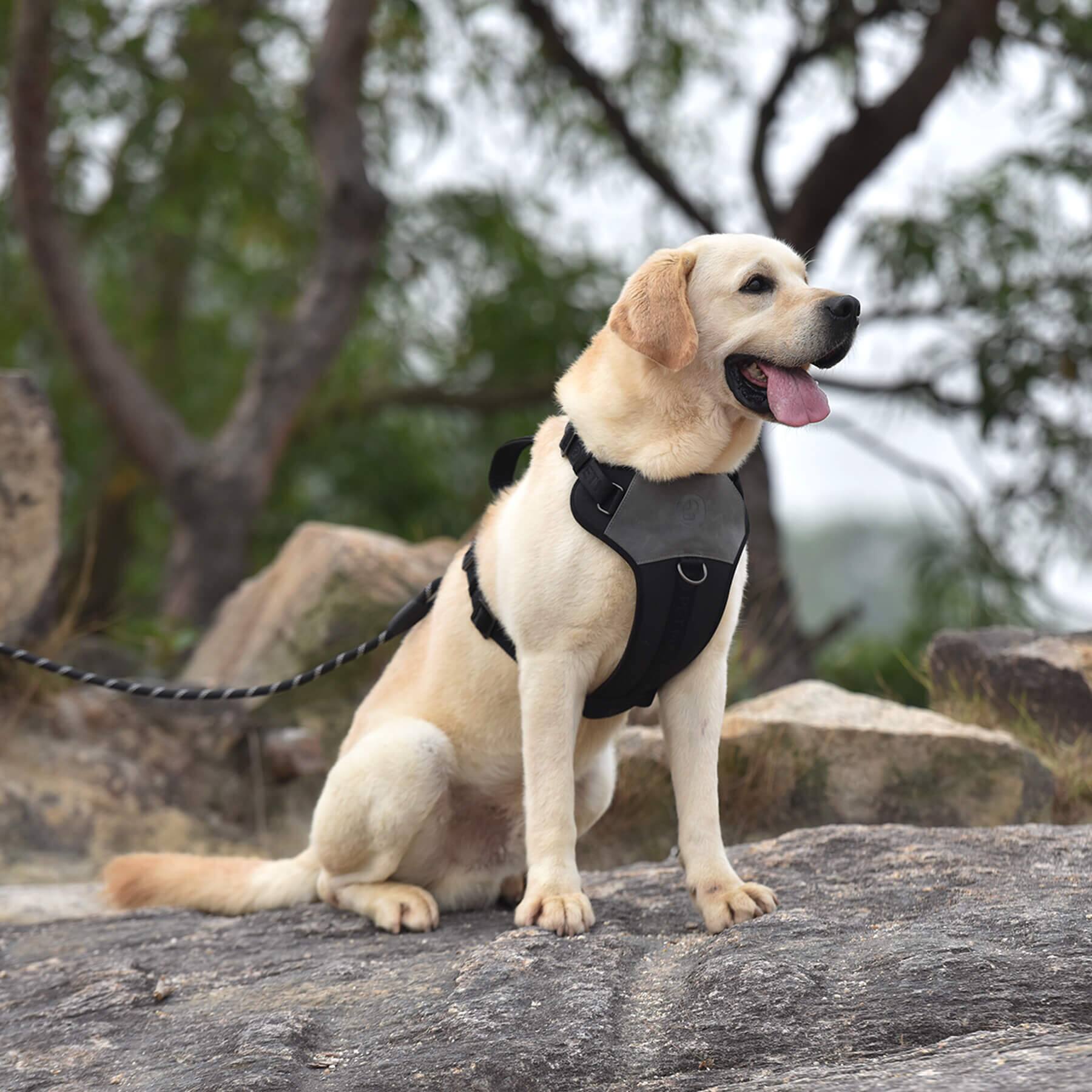 Alt View 5. PET MARVEL - PET MARVEL Adjustable Embroidered Stylish Dog Harness, Grey, M - Grey.