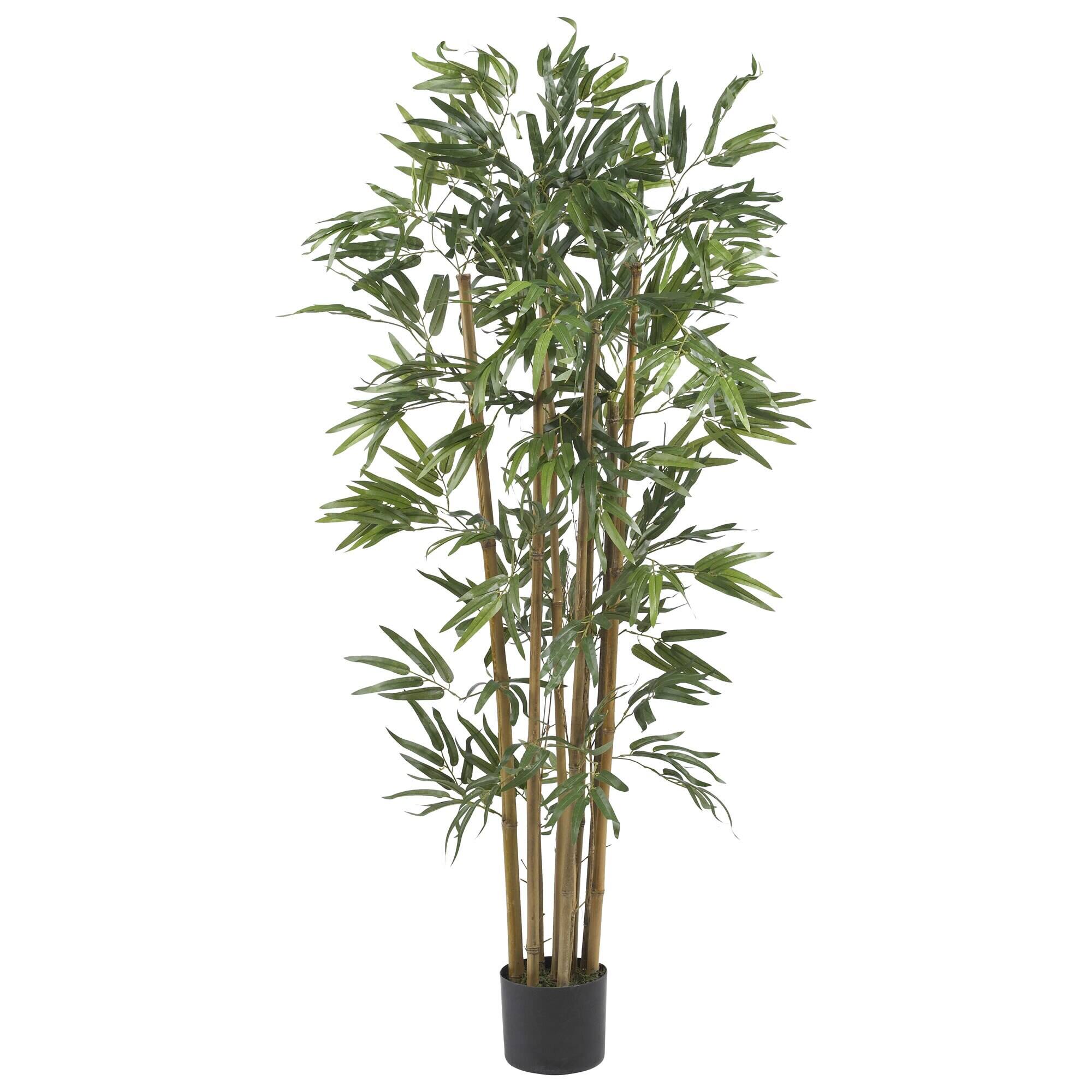 Front. BreeBe - 4' Multi Bambusa Bamboo Tree w/700 Lvs - Green.