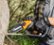 Alt View 14. WORX - 20V 5" Cordless Pruning Saw (1 x 2.0 Ah Battery and 1 x Charger) - Black.