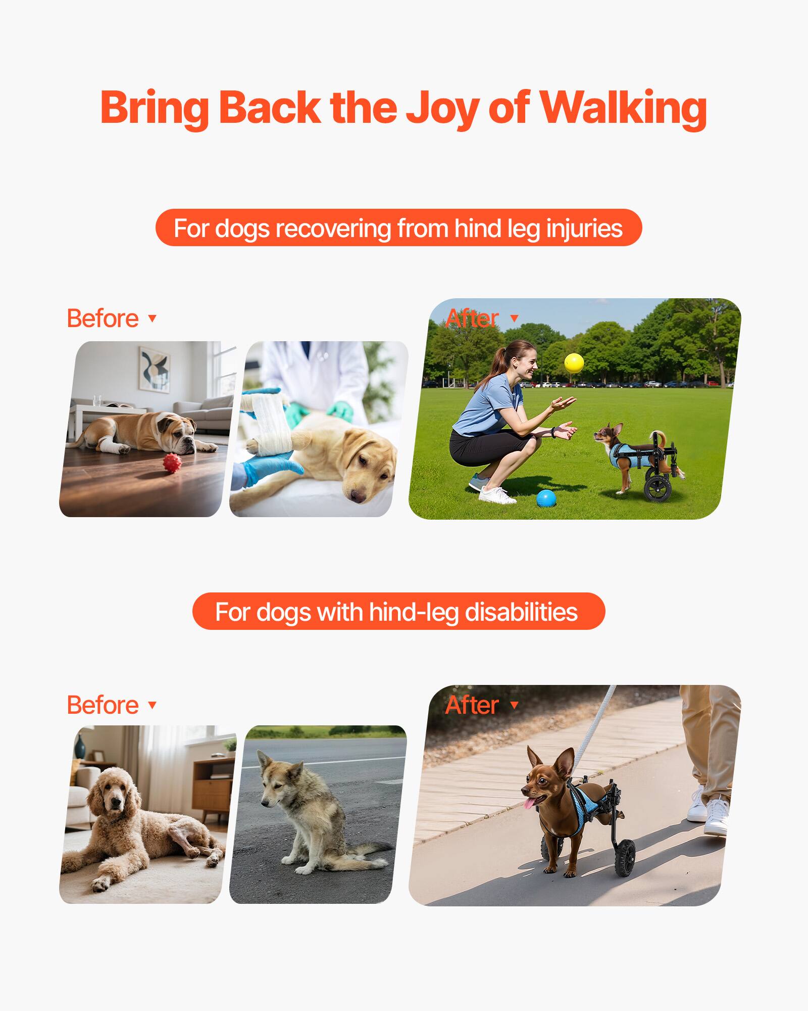 Bring Back the Joy of Walking

For dogs recovering from hind leg injuries

Before
After

For dogs with hind-leg disabilities

Before
After