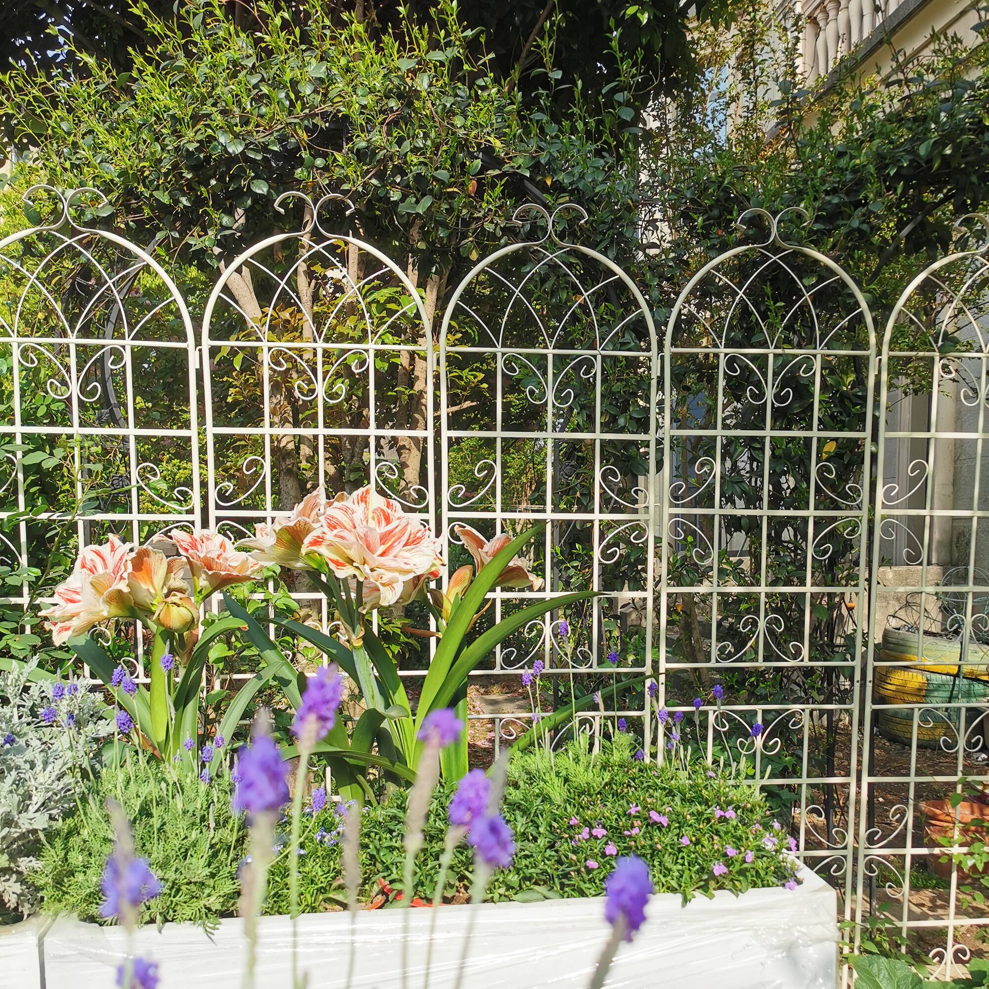 Back. Loheer - 2 Pack Rustproof Metal Garden Trellis, 7.23 x 1.64 ft Climbing Plant Support - Cream White.