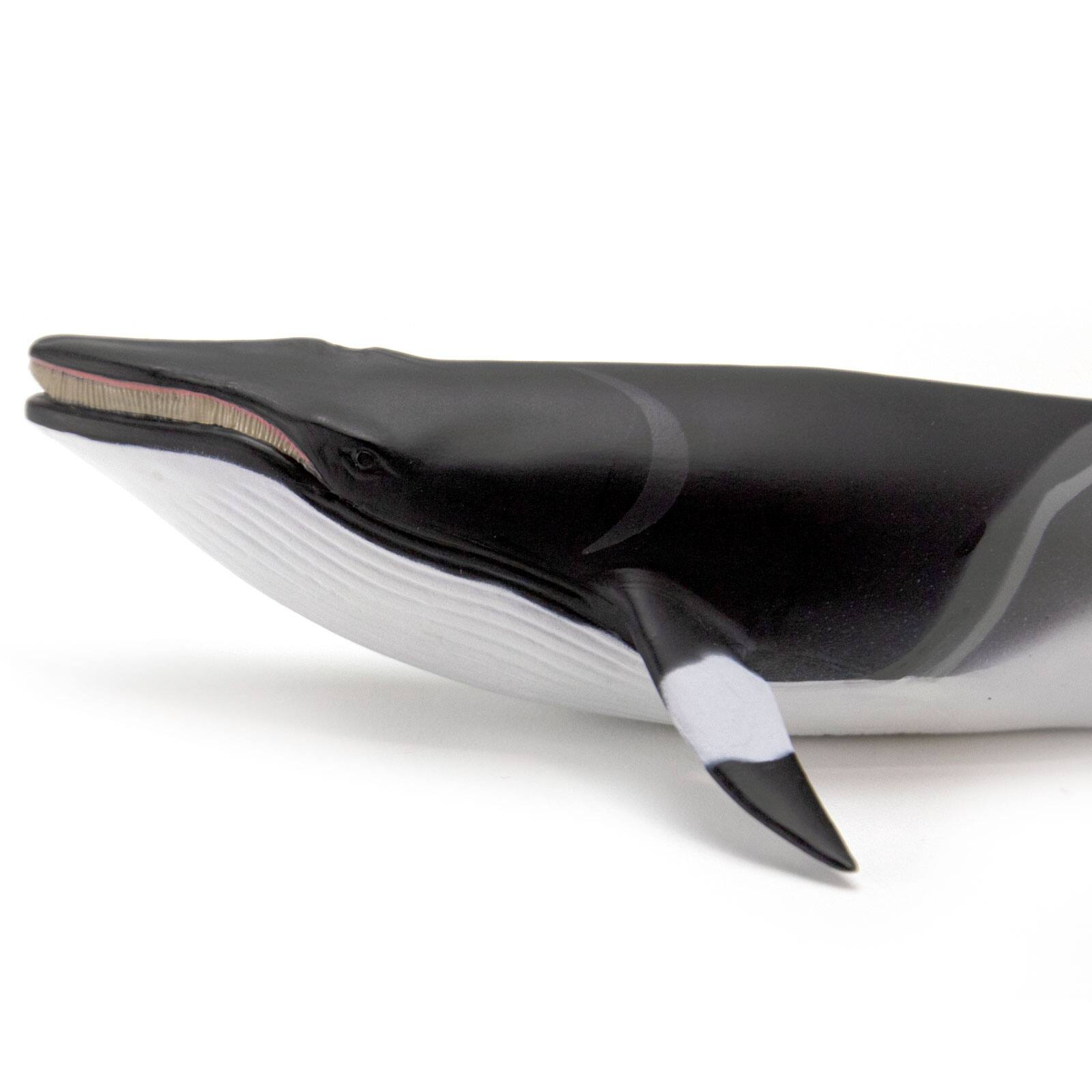 Alt View 3. Safari Ltd. - Minke Whale.
