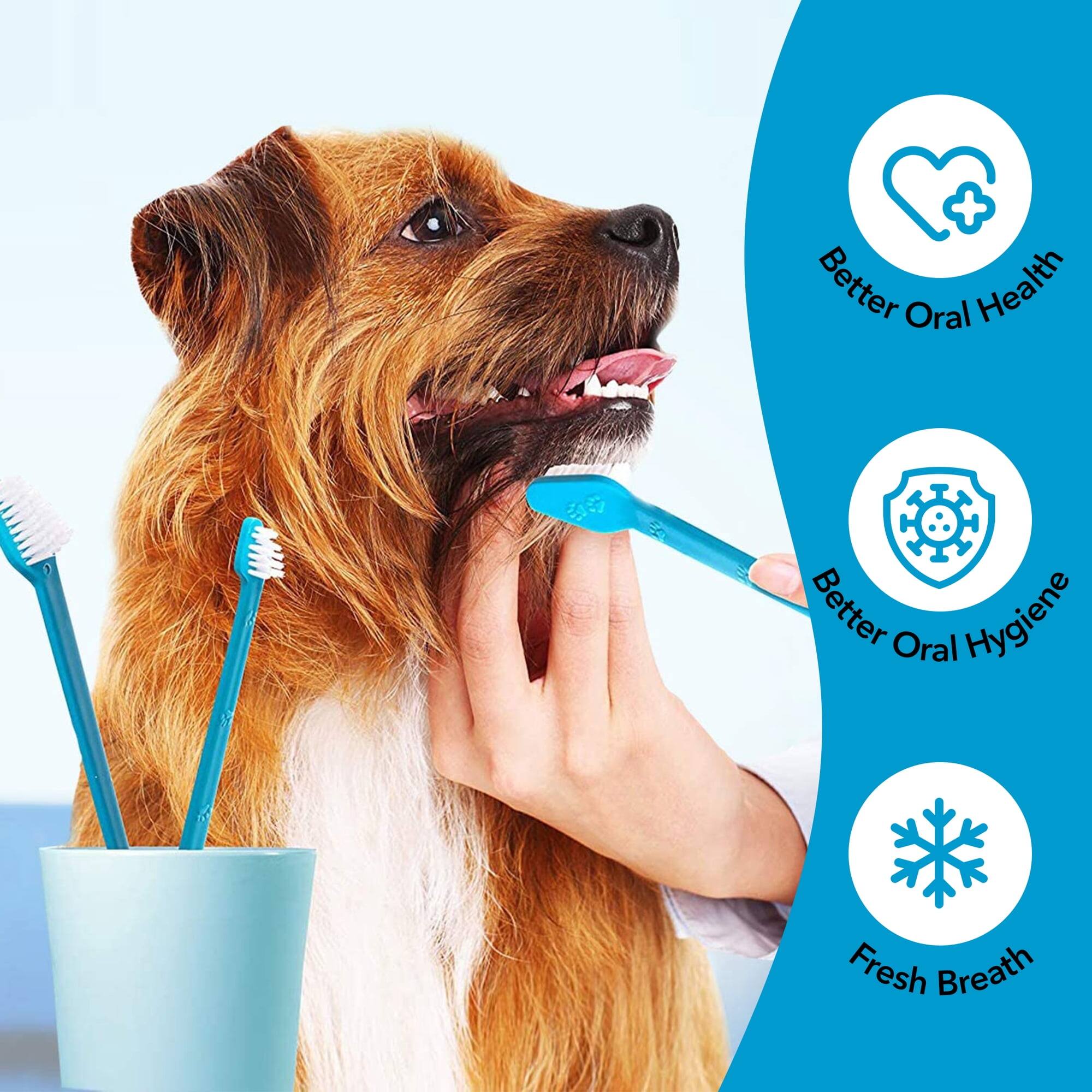 - Better Oral Health
- Better Oral Hygiene
- Fresh Breath