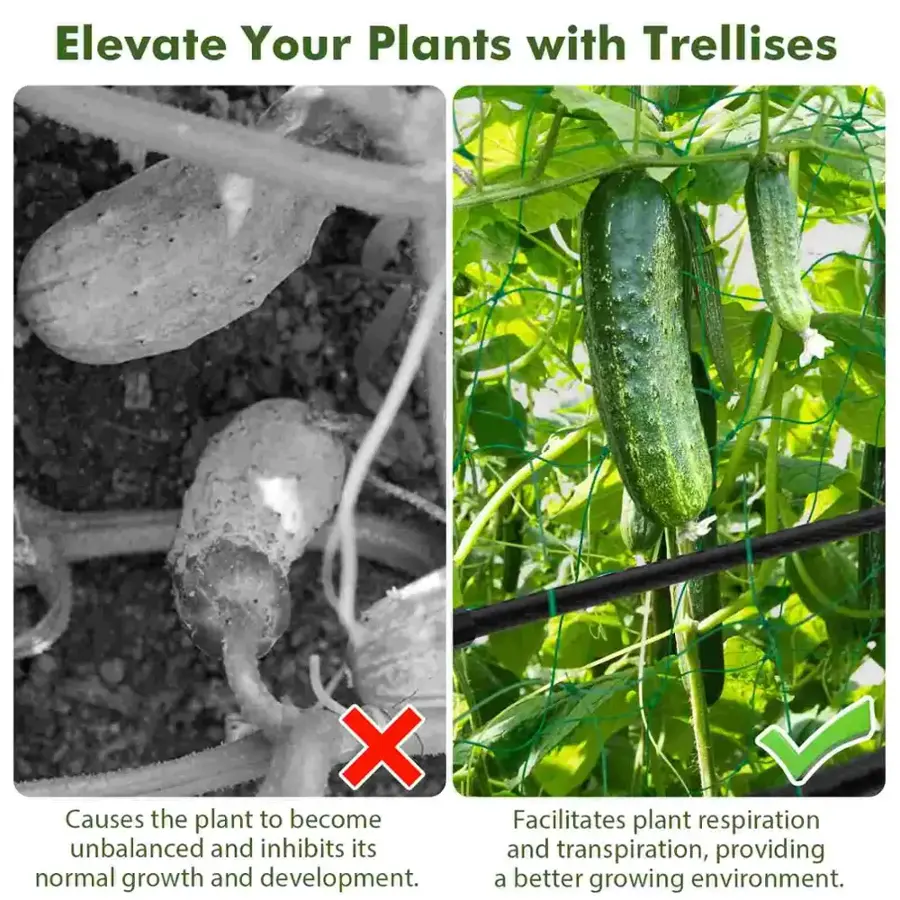 Elevate Your Plants with Trellises:
- Causes the plant to become unbalanced and inhibits its normal growth and development.
- Facilitates plant respiration and transpiration, providing a better growing environment.
