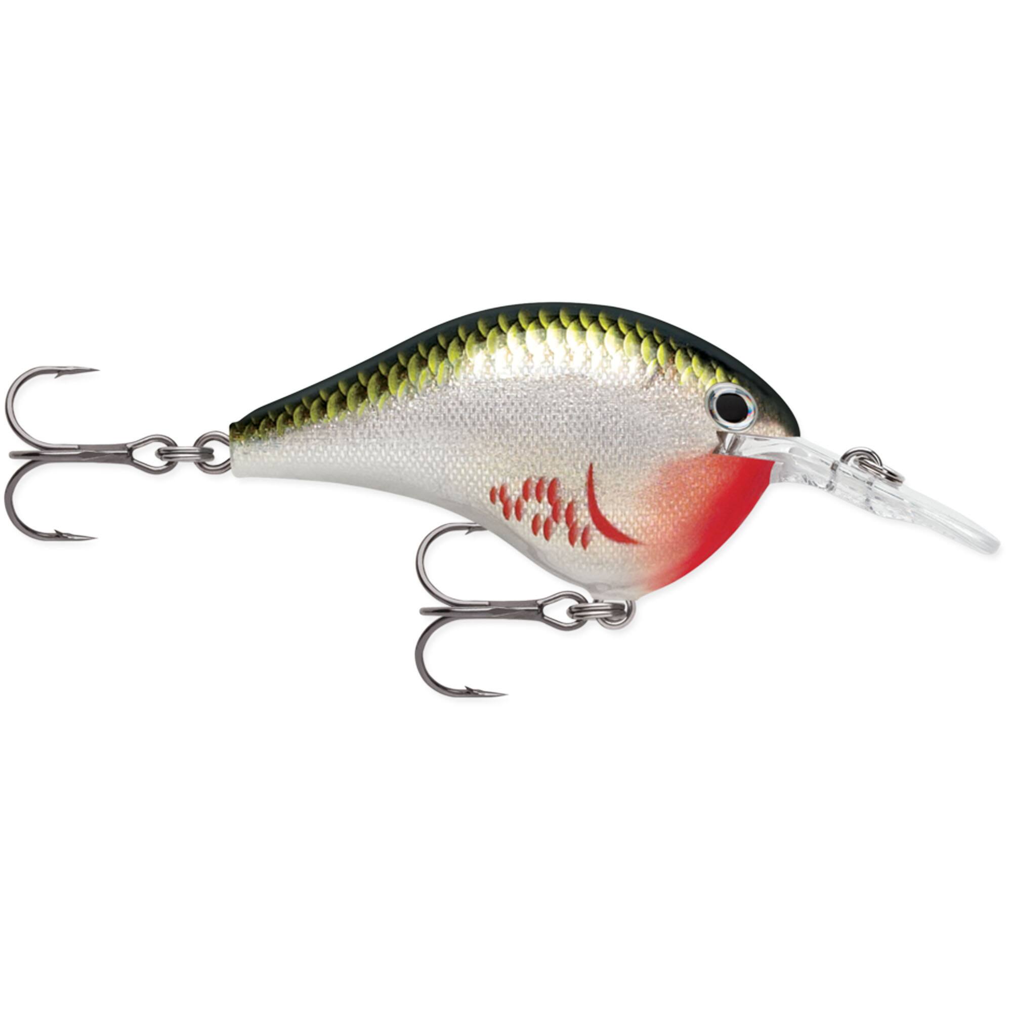 Bleeding Olive Shiner