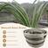 Natural Kans Grass is a product that offers several benefits. It is made from natural materials, making it an environmentally friendly choice. The product is also safe to use, ensuring that it does not pose any risks to users. Additionally, the grass is designed to be elegant and visually appealing, adding a touch of sophistication to any space. Furthermore, the grass is long-lasting, ensuring that it remains attractive and functional for an extended period of time.