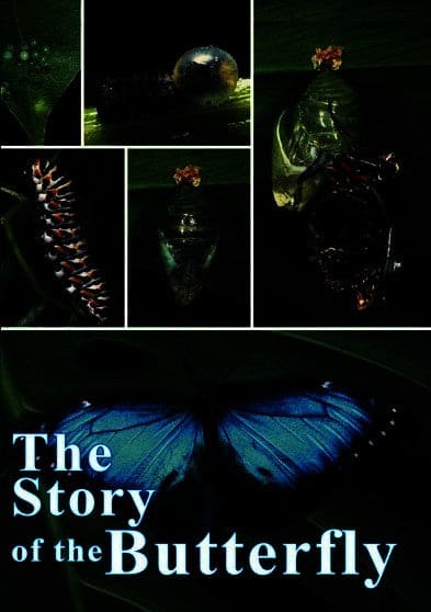 Story of the Butterfly, The (MOD) (DVD Movie) price history on PriceWatchPro