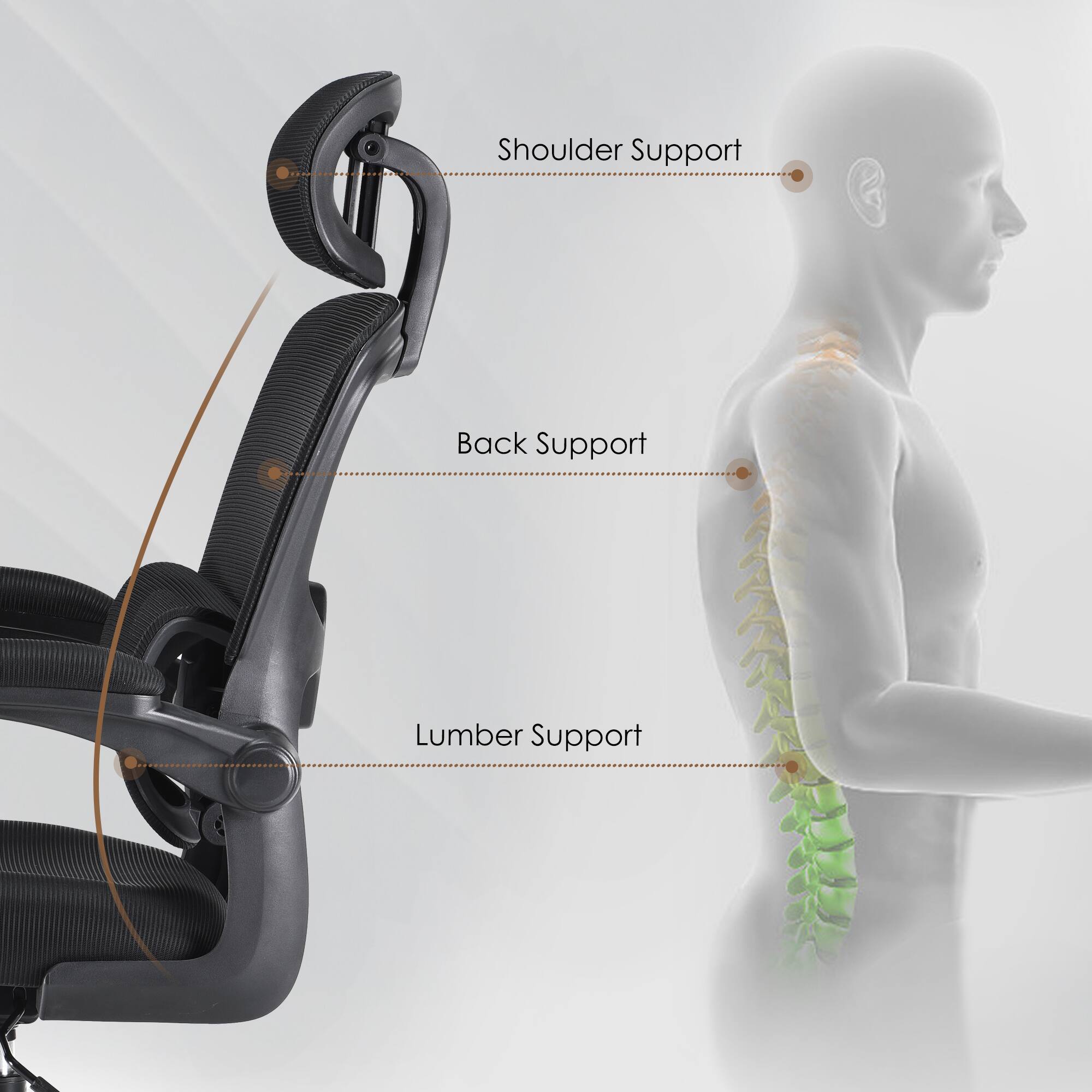 Shoulder Support  
Back Support  
Lumbar Support