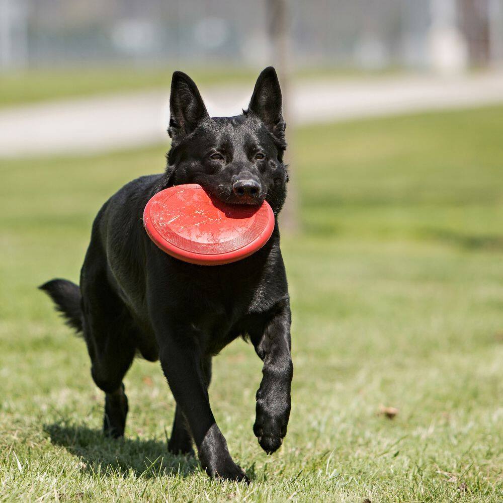 Alt View 1. KONG - Kong Flyer Dog Toy in Large - Red.