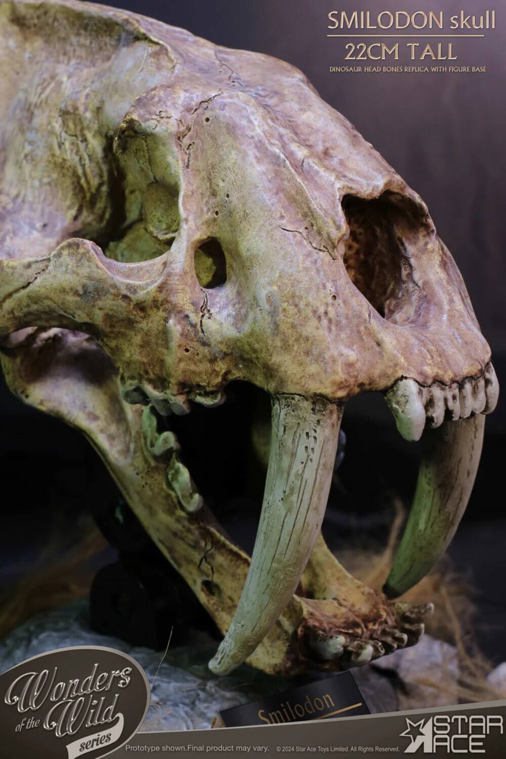 SMILODON skull  
22CM TALL  
DINOSAUR HEAD BONES REPLICA WITH FIGURE BASE  

Wonders of the Wild series  
Smilodon  

Prototype shown. Final product may vary.  
© 2024 Star Ace Toys Limited. All Rights Reserved.