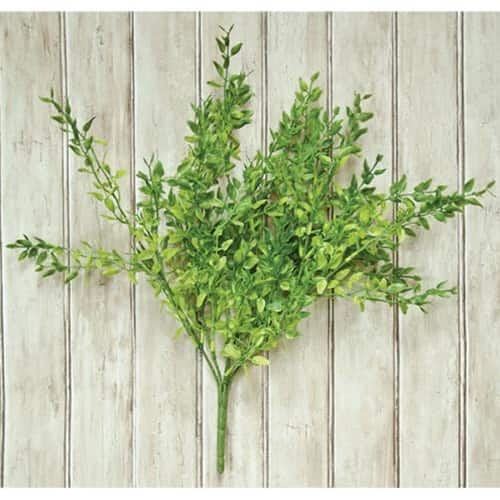 BreeBe - Lemon Beauty Bush - Green
