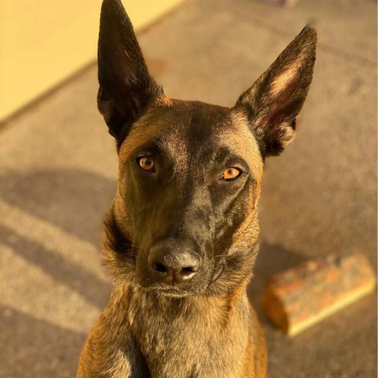 Alt View 2. Dogtra - Dogtra YS600 No Bark Dog Collar | Built-in Accelerometer Bark Sensor and High Performance Pager Vibration | Waterproof - Black.