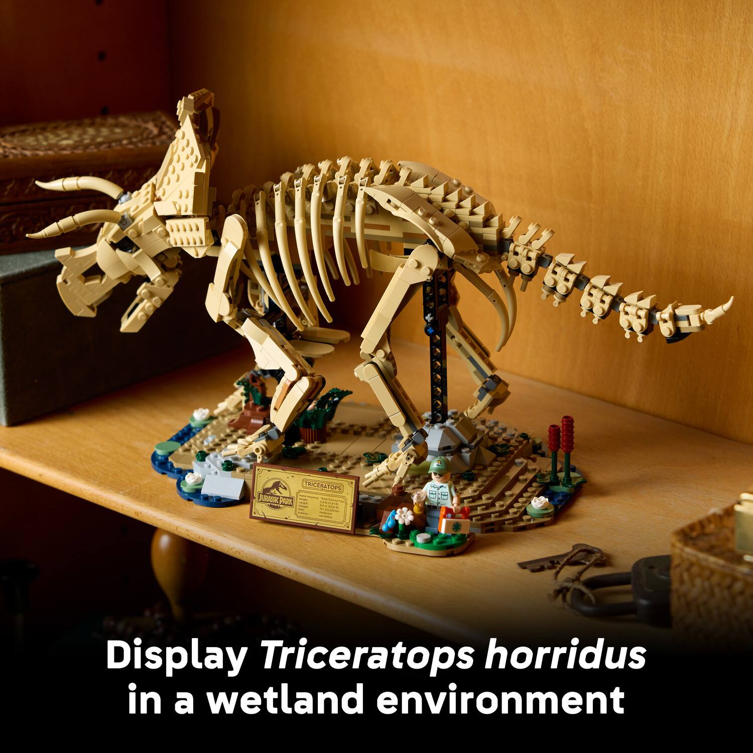Display Triceratops horridus in a wetland environment