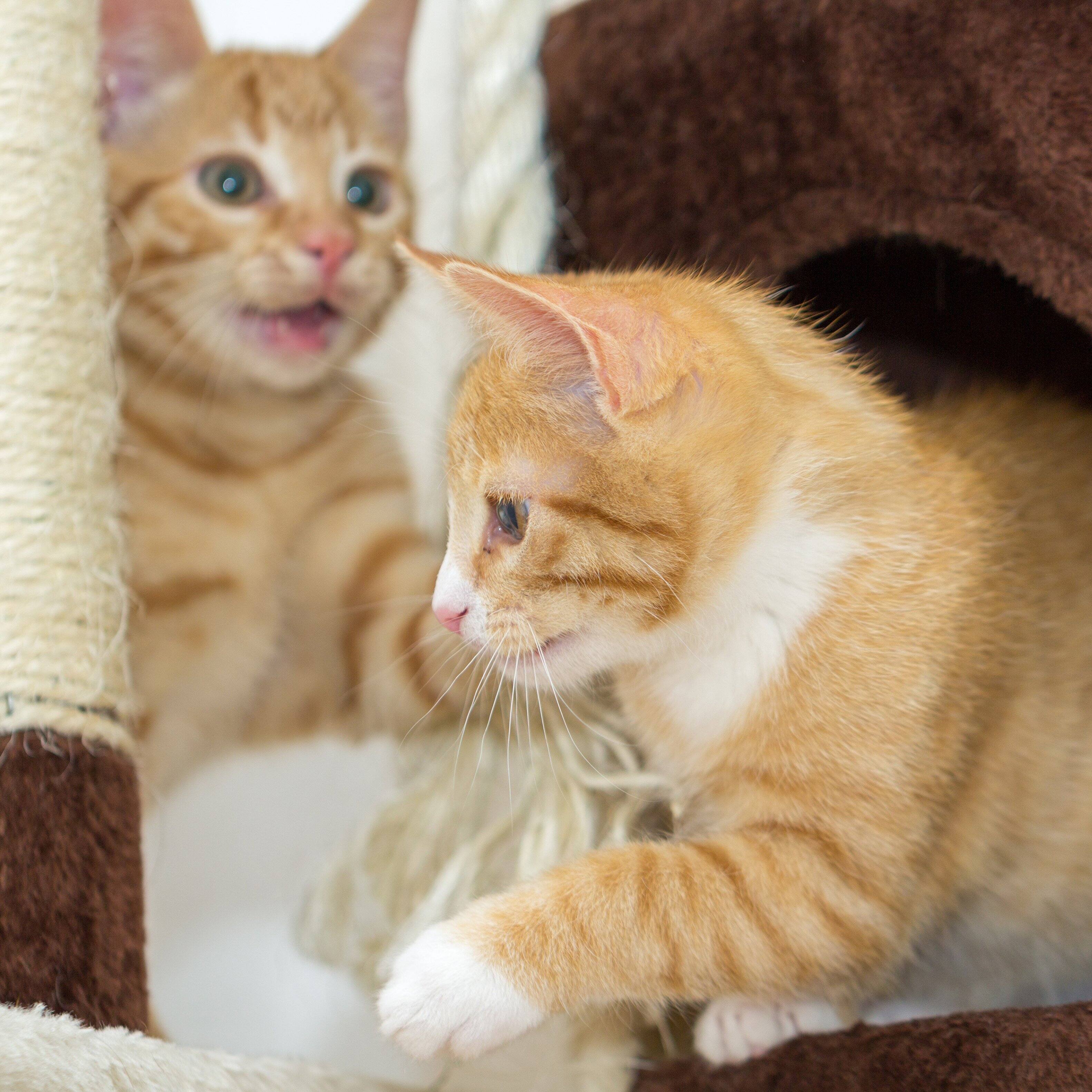 Alt View 1. PetMaker - 6-Tier Cat Tower Cushioned Pet Bed, Napping Perches, Kitty Condo Hut, and Spring Arms with 3 Hanging Toys Fully Carpeted - Brown / Beige.